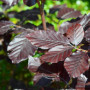 Граб звичайний Пурпуреа (Carpinus betulus Purpurea') 6-8 см, 300 см, С38