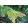 Граб звичайний Пурпуреа (Carpinus betulus Purpurea') 6-8 см, 300 см, С38