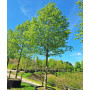 Граб звичайний Пурпуреа (Carpinus betulus Purpurea') 6-8 см, 300 см, С38