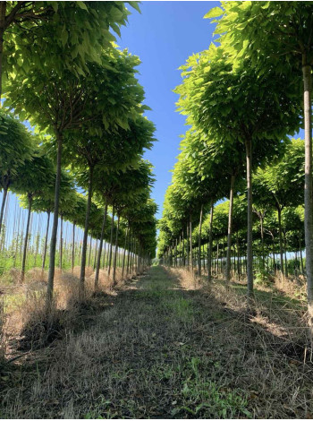 Купити або замовити Катальпа