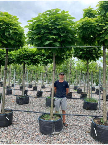 Купити або замовити Катальпа