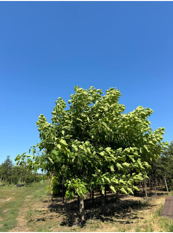 Купити або замовити Катальпа