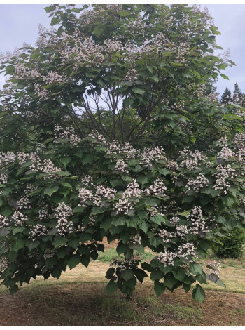 Купити або замовити Катальпа