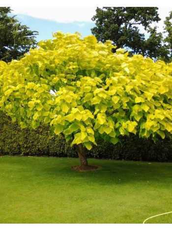 Купити або замовити Катальпа