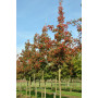 Глід звичайний "Карієрі" (Crataegus "Carrierei") 10-12 см, 350 см, С38