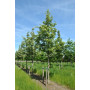 Глід звичайний "Карієрі" (Crataegus "Carrierei") 10-12 см, 350 см, С38