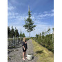 Глід звичайний "Карієрі" (Crataegus "Carrierei") 10-12 см, 350 см, С38