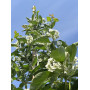 Глід звичайний "Карієрі" (Crataegus "Carrierei") 10-12 см, 350 см, С38
