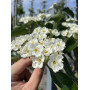 Глід звичайний "Карієрі" (Crataegus "Carrierei") 10-12 см, 350 см, С38