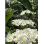 Глід звичайний "Карієрі" (Crataegus "Carrierei") 10-12 см, 350 см, С38