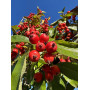Глід звичайний "Карієрі" (Crataegus "Carrierei") 10-12 см, 350 см, С38