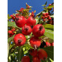 Глід звичайний "Карієрі" (Crataegus "Carrierei") 10-12 см, 350 см, С38