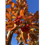 Глід звичайний "Карієрі" (Crataegus "Carrierei") 10-12 см, 350 см, С38