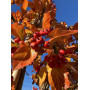 Глід звичайний "Карієрі" (Crataegus "Carrierei") 10-12 см, 350 см, С38