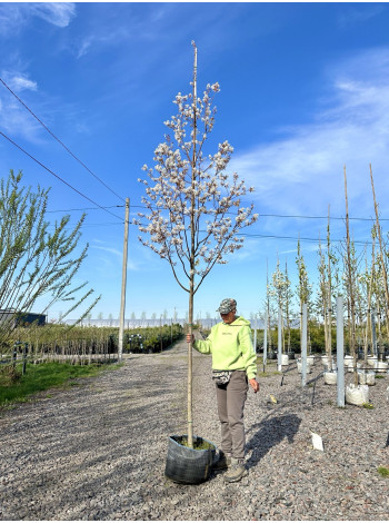 Купити або замовити Ірга