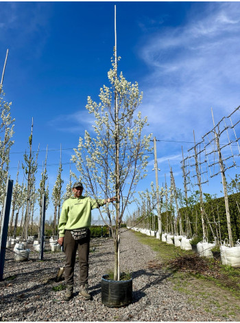 Купити або замовити Ірга
