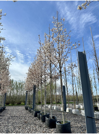 Купити або замовити Ірга