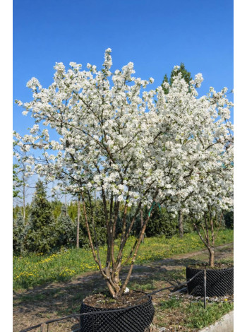 Купити або замовити Яблуня