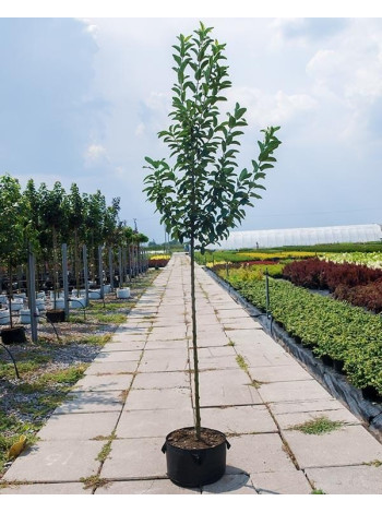 Купити або замовити Яблуня