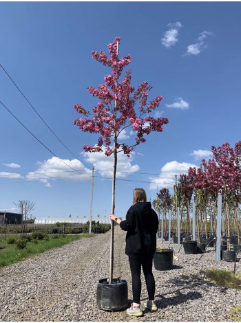 Купити або замовити Яблуня