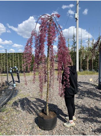 Купити або замовити Яблуня