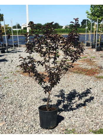 Купити або замовити Яблуня