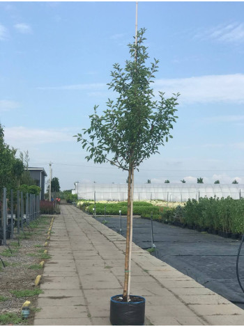 Купити або замовити Яблуня