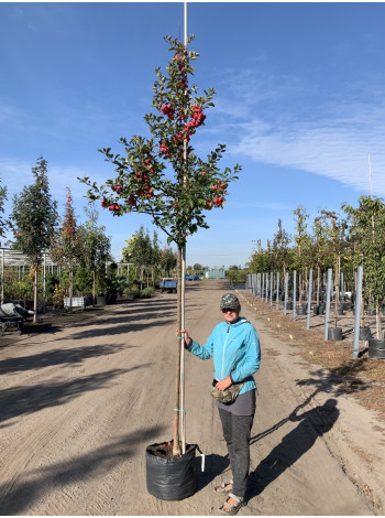 Купити або замовити Яблуня