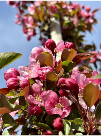 Купити або замовити Яблуня