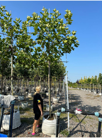 Купити або замовити Платан