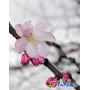Вишня кошлата "Аутумналіс Розеа" (Prunus Subhirtella Autumnalis Rosea) 14-16 см, 350 см, С79