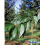 Вишня кошлата "Аутумналіс Розеа" (Prunus Subhirtella Autumnalis Rosea) 14-16 см, 350 см, С79