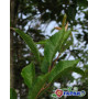 Вишня кошлата "Аутумналіс Розеа" (Prunus Subhirtella Autumnalis Rosea) 14-16 см, 350 см, С79
