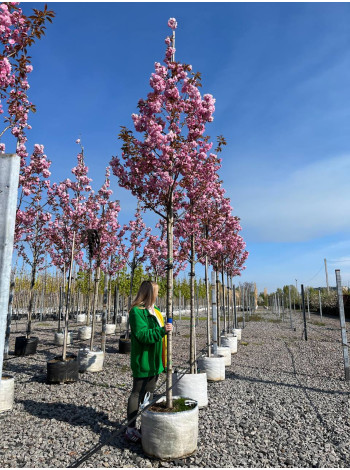 Купити або замовити Вишня
