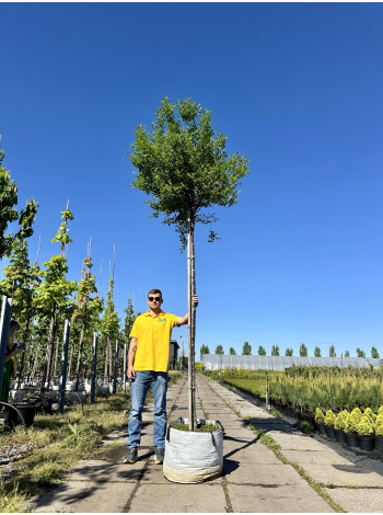 Купити або замовити Вишня