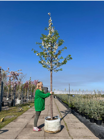 Купити або замовити Вишня