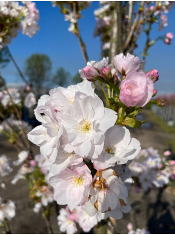 Купити або замовити Вишня