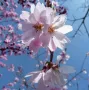 Вишня кошлата "Аутумналіс Розеа" (Prunus Subhirtella Autumnalis Rosea) 14-16 см, 350 см, С79