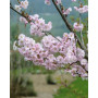 Вишня кошлата "Аутумналіс Розеа" (Prunus Subhirtella Autumnalis Rosea) 14-16 см, 350 см, С79