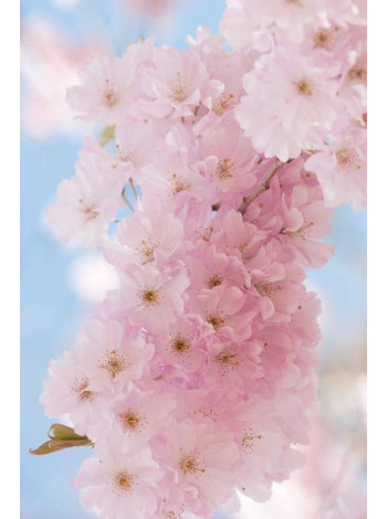 Купити або замовити Вишня