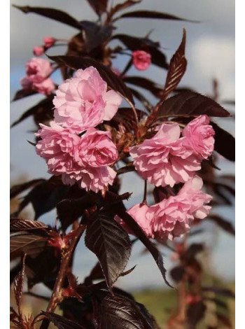 Купити або замовити Вишня