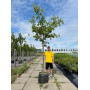 Вишня мелкопильчатая "Широтает" (Prunus serrulata " Shirotae") 20-25 см, Ра 180 см, С79