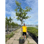 Вишня мелкопильчатая "Широтает" (Prunus serrulata " Shirotae") 20-25 см, Ра 180 см, С79