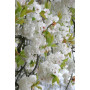 Вишня мелкопильчатая "Широтает" (Prunus serrulata " Shirotae") 20-25 см, Ра 180 см, С79