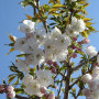 Вишня мелкопильчатая "Широтает" (Prunus serrulata " Shirotae") 20-25 см, Ра 180 см, С79
