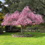 Слива косматая "Пендула" (Prunus subhirtella "Pendula")