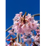 Слива косматая "Пендула" (Prunus subhirtella "Pendula")