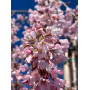 Слива косматая "Пендула" (Prunus subhirtella "Pendula")