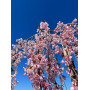 Слива косматая "Пендула" (Prunus subhirtella "Pendula")
