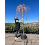 Слива косматая "Пендула" (Prunus subhirtella "Pendula")